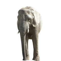 Obraz premium Big gray Elephant isolated on white background.