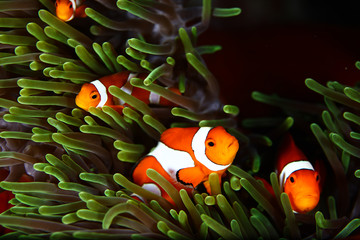 Clownfishes in anamone