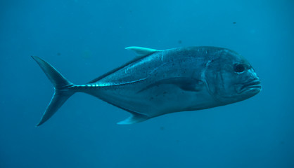 great trevally