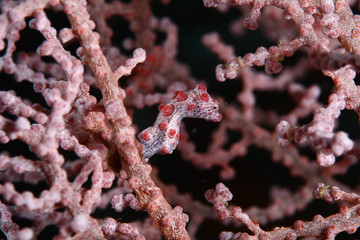 Pygmy seahorse pink white