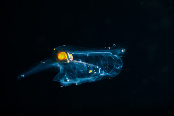 blackwater diving creature