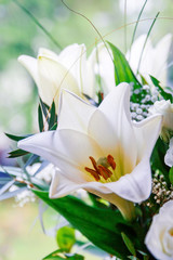Obraz premium White lilies in sunlight