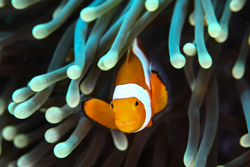 Clownfishes in anamone