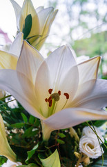 White lilies in sunlight