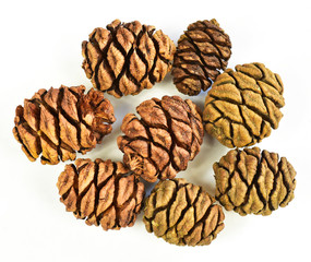 Seeds cones giant sequoia tree