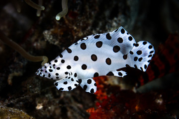 juvenile pantherfish