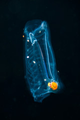 blackwater diving creature