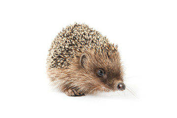 hedgehog isolated on white background