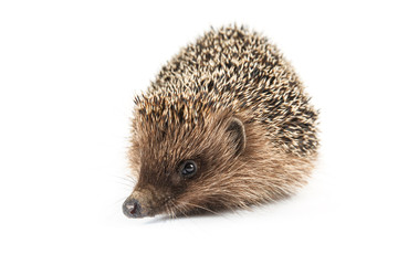 hedgehog isolated on white background