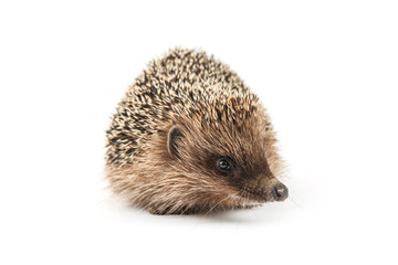 hedgehog isolated on white background