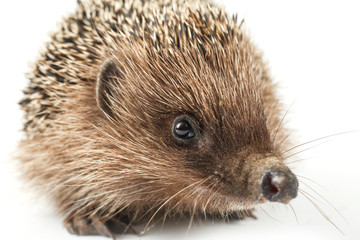 hedgehog isolated on white background