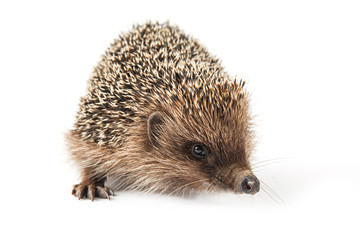 hedgehog isolated on white background