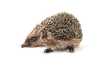 hedgehog isolated on white background