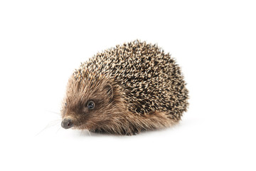hedgehog isolated on white background