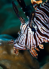 lionfish in front of coral