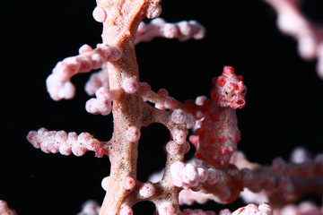 Pygmy seahorse pink white