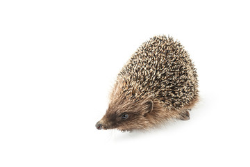hedgehog isolated on white background