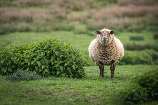 Tr&auml;chtiges Mutterschaf, weibliches Schaf, Au, Aue, Zibbe