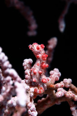 Pygmy seahorse pink white