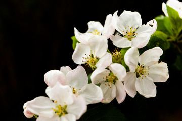Closeup of blooming apple on the black background
