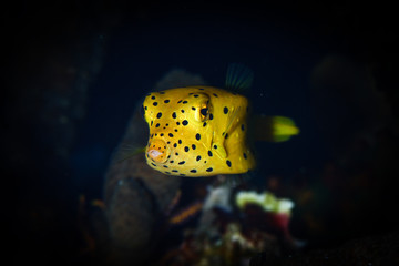 yellow boxfish