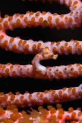 pygmy seahorse pink