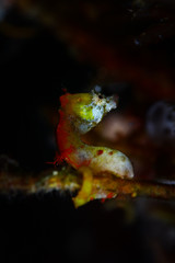 pygmy seahorse yellow