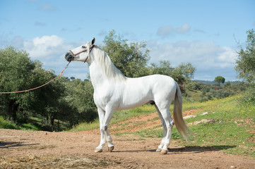 Obraz na płótnie Canvas white pure Andalusian stallion poseing in garden. Andalusia. Spain