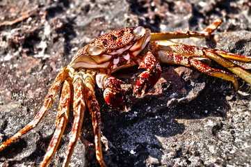 Red Crab
