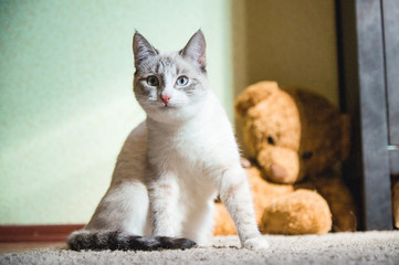 white cat sitting on a carpet with teddy bear on the background looking at you