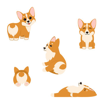 Cute corgi puppies isolated on white backgound. Vector illustration. Perfect for kid's room wall art, prints on T-shirts