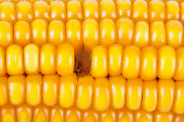 Macro close up of corn texture missing single kernel