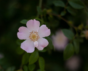 pink flower in garden