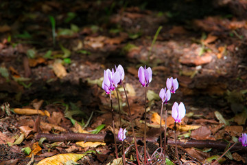 Cyclamen flowers in a park in England