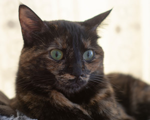 Tortoiseshell cat 
