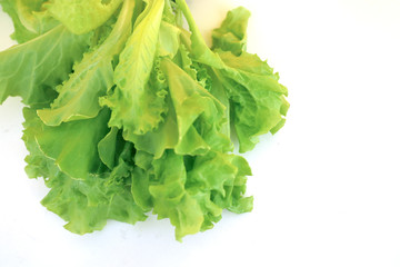 fresh green lettuce salad leaves on white background