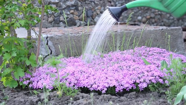 Watering flowers. Water from a watering can pours on creeping phlox flowers.