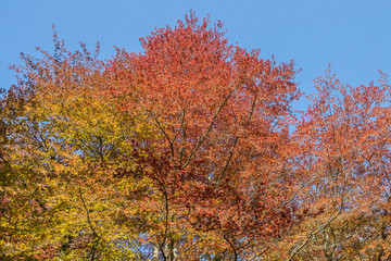 A Canopy of Lucious Red Gold and Green Trees in Fullarton Park Troon Scotland.