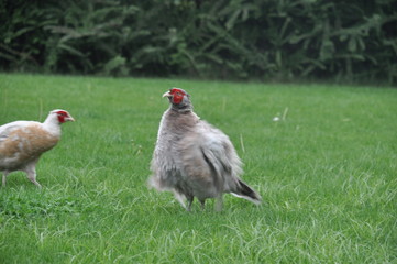 A couple of pheasants walking a green lawn. They are looking for food in young green grass.