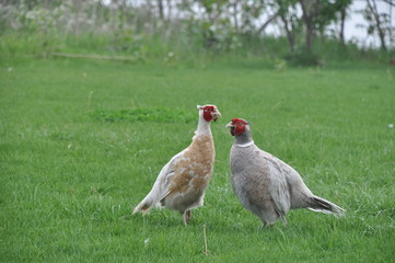 A couple of pheasants walking a green lawn. They are looking for food in young green grass.