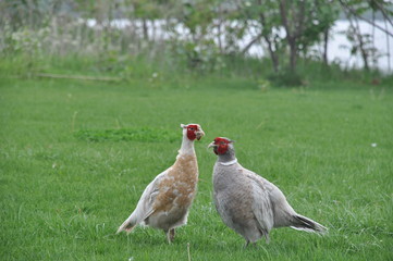 A couple of pheasants walking a green lawn. They are looking for food in young green grass.