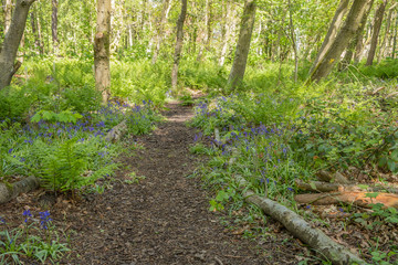 Beautiful Footpaths Banked by Bluebells in Fullerton Park near Troon Scotland.