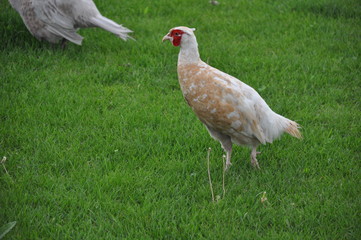 A pheasant female walks a green lawn. She is looking for food in young green grass.