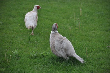 A couple of pheasants walking a green lawn. They are looking for food in young green grass.