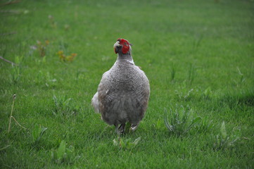 Pheasant male walks on a green lawn. He is looking for food in young green grass. He demonstrates his bright coloring.