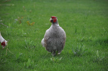Pheasant male walks on a green lawn. He is looking for food in young green grass. He demonstrates his bright coloring.