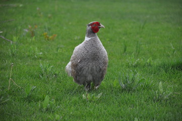 Pheasant male walks on a green lawn. He is looking for food in young green grass. He demonstrates his bright coloring.