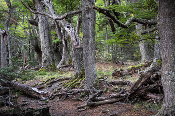 Obraz premium Typical forest in the southern Patagonia