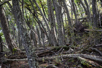Typical forest in the southern Patagonia