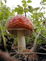 Amanita poisonous fungus in natural forest environment